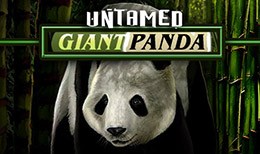 Untamed Giant Panda
